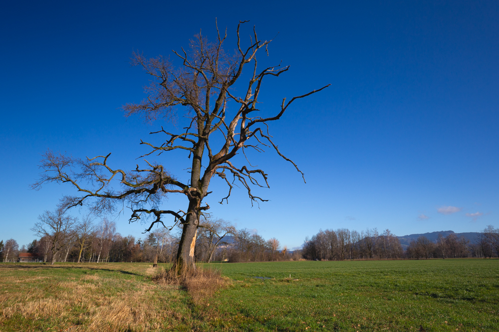 Lauteracherried im Jänner 4